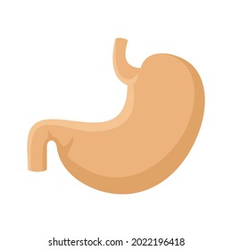Body stomach icon. Flat illustration of body stomach vector icon isolated on white background