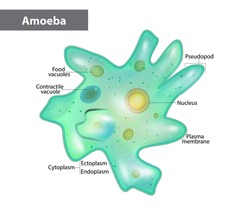Body Structure Of An Amoeba Proteus. Amoeba Under The Microscope 