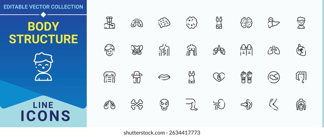 Body Structure modern icon set. Contain linear sign health, anatomy, organ, human. Human Anatomy icon set. Line icons with editable stroke. Editable stroke vector art.