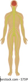 Body system