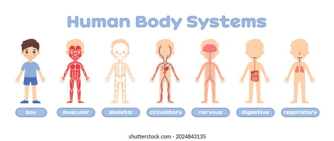Body system anatomy child. Structure of the human body. Muscular,skeletal,circulatory, nervous,digestive and respiratory systems. Education concept. Flat color cartoon style.White background. Poster.