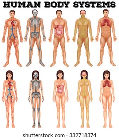 Body System Of Man And Woman Illustration