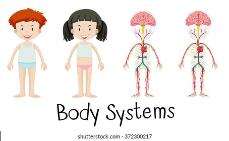 Body systems of boy and girl illustration