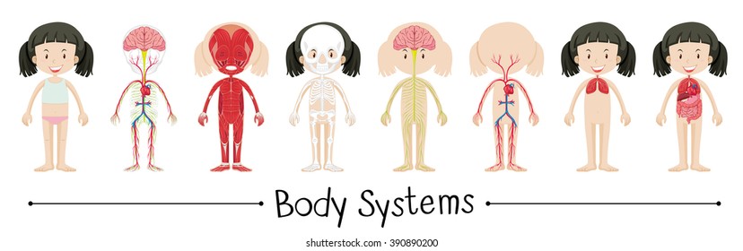 Body systems of human girl illustration
