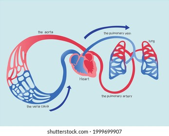 Body temperature control system body organs geart vecor