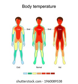 Body temperature and thermoregulation. Normal, Cold, and Hot. The core remains largely constant in temperature, the temperature of the body shell is subject to external and internal influences.