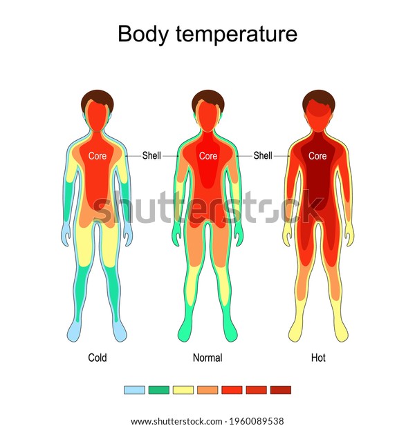 Body temperature and thermoregulation.\
Normal, Cold, and Hot. The core remains largely constant in\
temperature, the temperature of the body shell is subject to\
external and internal\
influences.