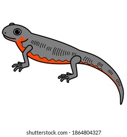 The body of this newt is gray and the belly is orange.