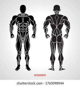 Body Type Mesomorph. Front and back view. Vector illustration