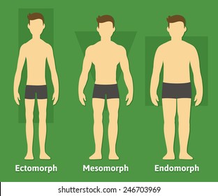 body types diagram with three somatotypes