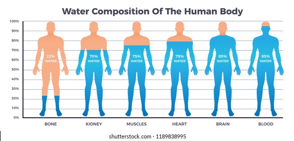 Body and water chart with water composition of human body symbols flat vector illustration