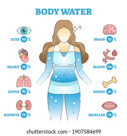 Body water description as anatomical human organ fluid balance and usage scheme outline concept. Educational healthy hydration percentage levels for medical and physical wellness vector illustration.