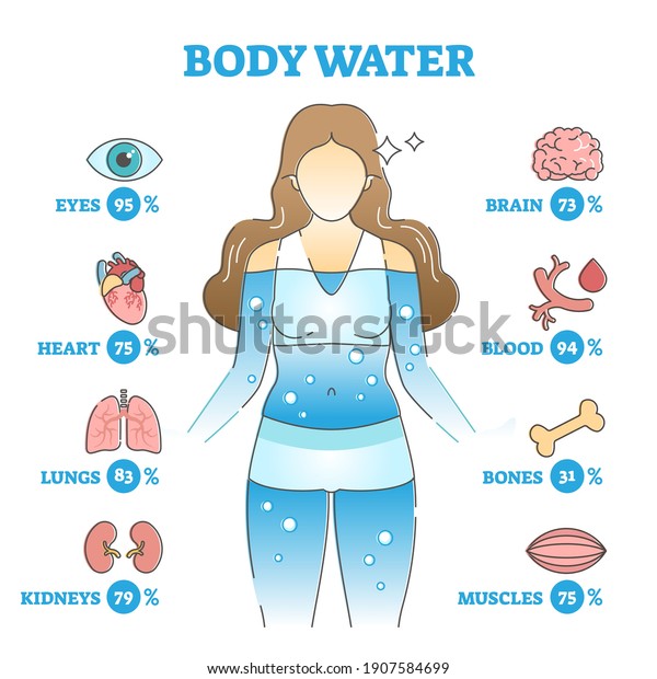 Body Water Description Anatomical Human Organ Stock Vector (Royalty ...