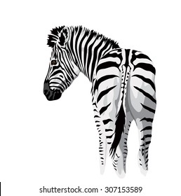 Body Of A Zebra With A Tail.. Vector Illustration.