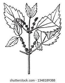 Boehmeria is species of flowering plants. Plant shrub is tall and leaves are ovate in shape. Leaves are arranged opposite, vintage line drawing or engraving illustration.