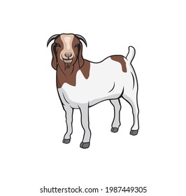 Boer goat design illustration , suitable for your design needs, T-shirt, logo, illustration, animation, etc.