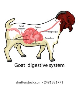 Boer Ziege Verdauungssystem Vektorillustration