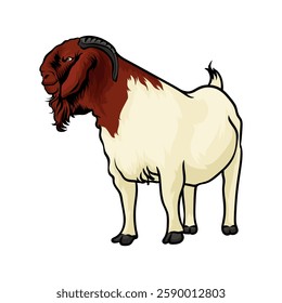 boer goat with white background separately