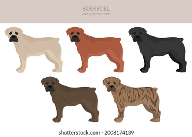 Boerboel clipart. Different coat colors and poses set.  Vector illustration