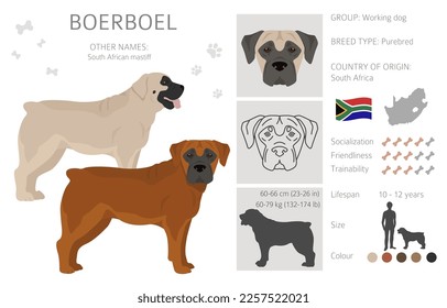 Boerboel clipart. Different coat colors and poses set.  Vector illustration