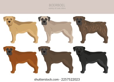 Boerboel clipart. Different coat colors and poses set.  Vector illustration