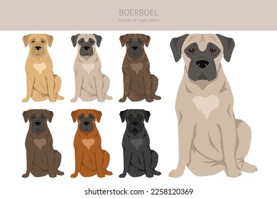 Boerboel clipart. Different coat colors and poses set.  Vector illustration