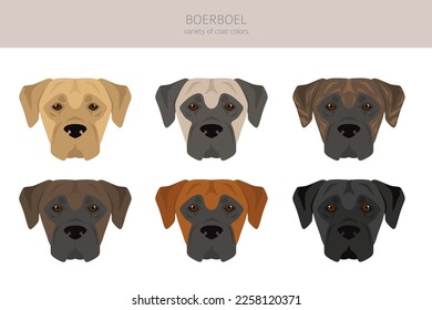 Boerboel clipart. Different coat colors and poses set.  Vector illustration