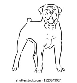 Boerboel dog sketch, contour vector illustration 