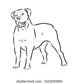 Boerboel dog sketch, contour vector illustration 