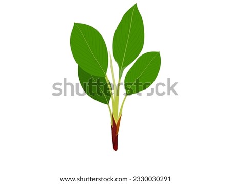boesenbergia rotunda on a white background.
