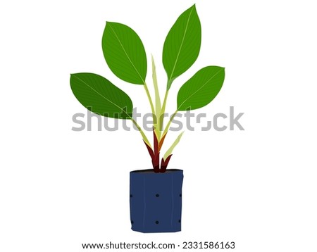 boesenbergia rotunda on a white background.