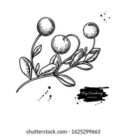 Bog cranberry vector drawing. Vaccinium oxycoccos isolated illustration. Hand drawn botanical branch with berries and leaves. Sketch of herb.