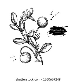 Bog cranberry vector drawing. Vaccinium oxycoccos isolated illustration. Hand drawn botanical branch with flowers, berries and leaves. Sketch of herb.