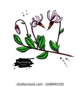 Bog cranberry vector drawing. Vaccinium oxycoccos isolated illustration. Hand drawn botanical branch with flowers and leaves. Sketch of herb.