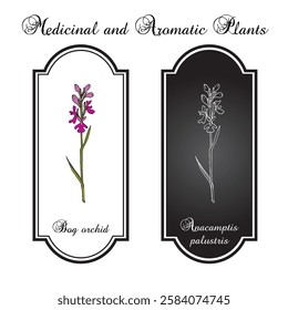 Bog orchid (Anacamptis palustris), ornamental plant. Hand drawn botanical vector illustration