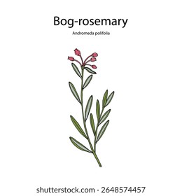 Bog-alecrim (Andromeda polifolia), planta medicinal e ornamental. Ilustração vetorial botânica desenhada à mão