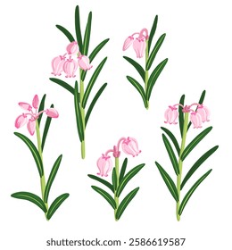 bog-rosemary, forest flowers, Andromeda polifolia, vector drawing wild plants at white background, floral element, hand drawn botanical illustration