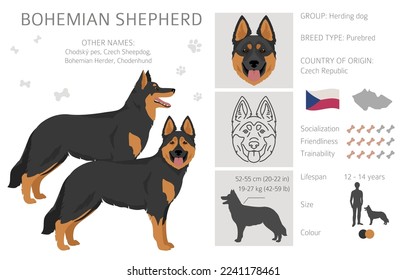 Bohemian Shepherd dog clipart. All coat colors set.  Different position. All dog breeds characteristics infographic. Vector illustration