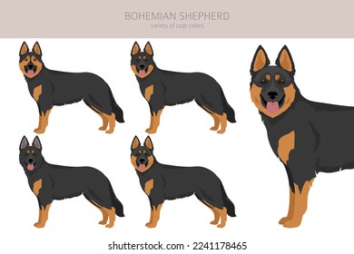 Bohemian Shepherd dog clipart. All coat colors set.  Different position. All dog breeds characteristics infographic. Vector illustration