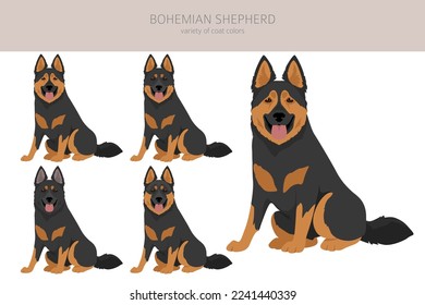 Bohemian Shepherd dog clipart. All coat colors set.  Different position. All dog breeds characteristics infographic. Vector illustration