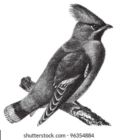 Bohemian Waxwing (Bombycilla garrulus) / vintage illustration from Meyers Konversations-Lexikon 1897