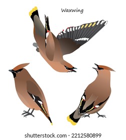 Bohemian waxwing isolated on white background. Vector illustration set.