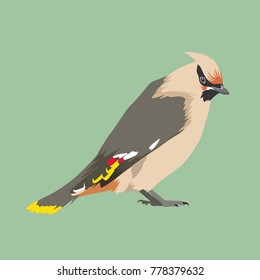 Bohemian Waxwing Vector Illustration 
