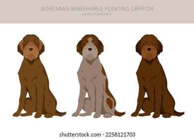 Bohemian wirehaired Pointing Griffon clipart. Different coat colors and poses set.  Vector illustration