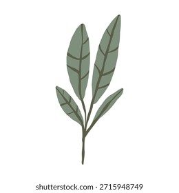Colección botánica boho con flores y hojas estilizadas, Ilustración vectorial dibujada a mano. Elementos florales minimalistas en estilo escandinavo aislados sobre fondo blanco para diseño de vivero.