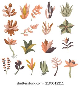 Boho Succulents Plants Collection Vector Isolated Elements Set