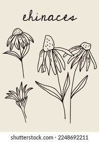 Boho vector poster with echinacea illustration. Vintage bohemian poster for home interior. Minimal style. Poster, card t-shirt print with echinacea
