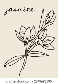 Afiche vectorial Boho con flor jazmín. Afiche bohemio vintage para el interior del hogar. Estilo minimalista. Afiche, tarjeta con camiseta impresa con jazmín