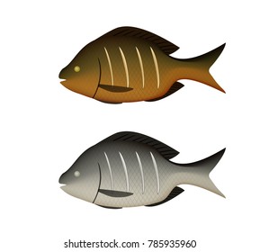 Boiled and fried fish on white in 3D vector design
