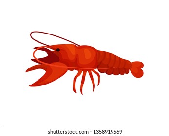 Boiled lobster on white background. Vector illustration.